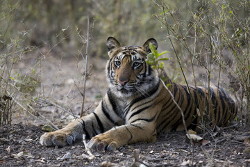 Junger Tiger liegt im Dschungel