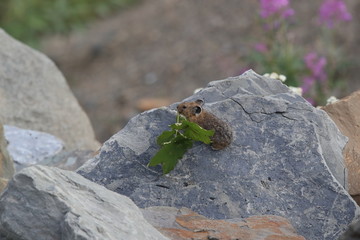 Pika Glacier NP Montana USA