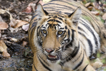 Tiger beobachtet die Artgenossen