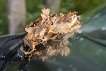 Fallendes Laub auf der Autoscheibe im Herbst
