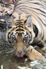 Tiger trinkt Wasser