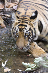 Tiger trinkt Wasser