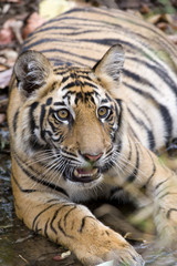 Tiger beobachtet die Artgenossen