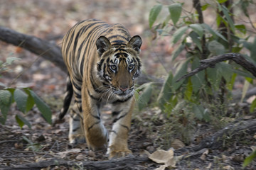 Tiger laeuft durch den Dschungel