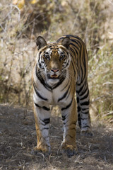 Tiger beobachtet die Beute