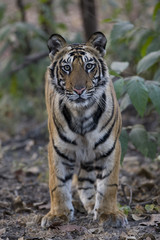 Junger Tiger steht im Wald