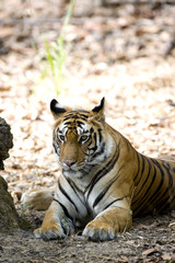 Tiger ruht im Schatten