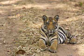Tiger liegt auf dem Fahrweg