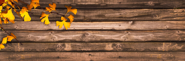 Autumnal wooden panoramic background with ginkgo biloba leaves, autumn concept