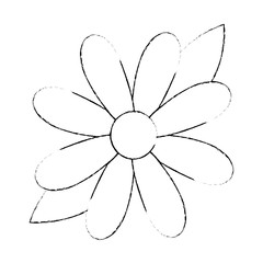 beauty sunflower isolated icon