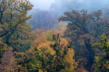 Scenic landscape of autumn forest