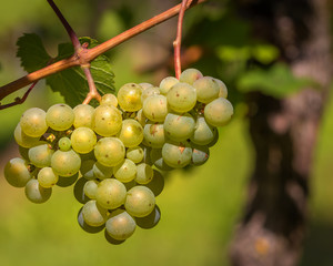 Erntereife weisse Weintrauben am Weinstock