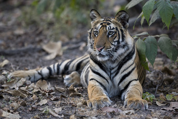 Junger Tiger liegt im Dschungel