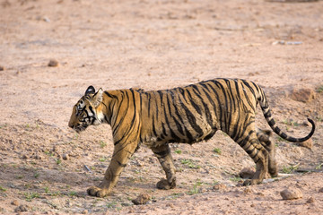 Tiger verlaesst das Wasserloch