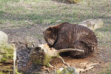 Braunbär bei der Futtersuche