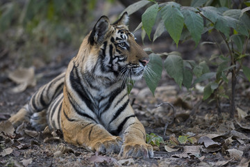 Tiger beobachtet die Beute