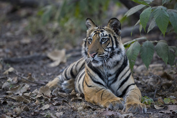 Junger Tiger liegt im Dschungel