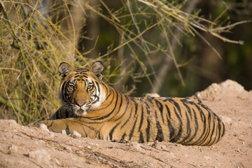 Tiger liegt an einem Wasserloch