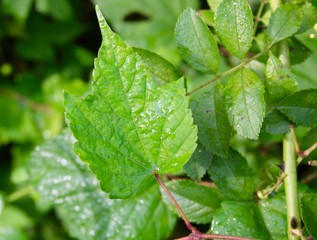 The wet green leaves of the branch of the tree on a close view. 