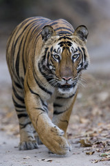 Tiger laeuft auf einem Weg