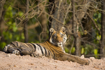Tiger liegt an einem Wasserloch