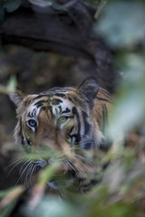 Tiger im Dschungel