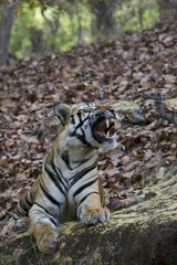 Tiger am Fauchen