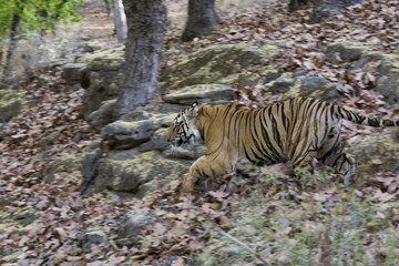 Fototapeta na wymiar Tiger auf der Jagd