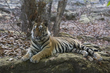 Obraz premium Tiger liegt auf einem Felsen