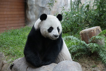 Fototapeta premium Female Panda in Thailand