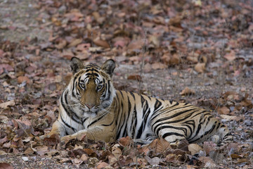 Fototapeta na wymiar Tiger liegt auf dem Waldboden
