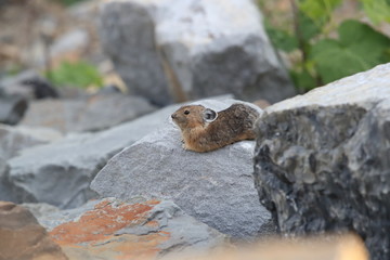 Pika Glacier NP Montana USA