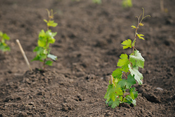 Young grape seedling in a spring ground