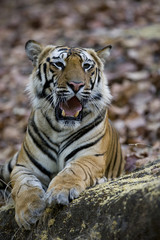 Tiger beobachtet die Umgebung