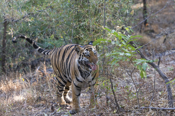 Fototapeta na wymiar Tiger markiert sein Revier