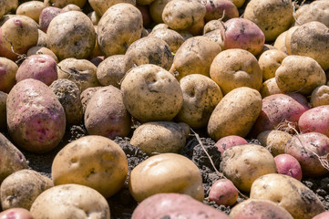 Potato crop