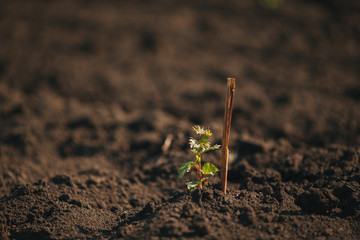 Young grape seedling in a spring ground - 175055603