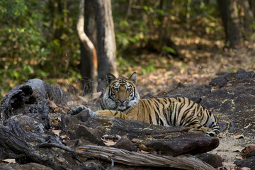 Tiger liegt auf einem Felsen