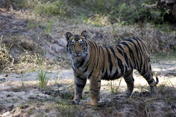 Tiger beobachtet die Umgebung