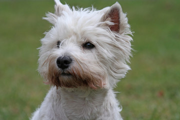 West Highland White Terrier