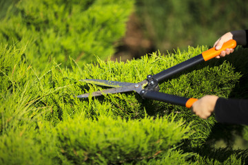 Autumn work in the garden. Grooming of the larva with garden scissors.