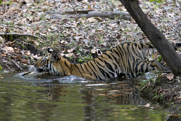 Fototapeta na wymiar Junger Tiger geht ins Wasser