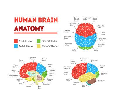 Human Brain Anatomy Card Poster. Vector