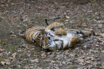 Junger Tiger kuschelt mit der Mutter