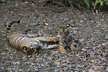 Junger Tiger kuschelt mit der Mutter