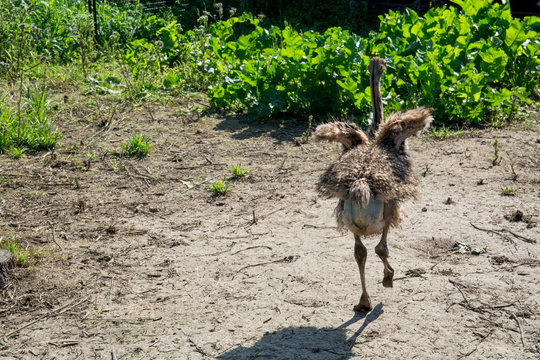 Back view on young ostrich.