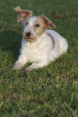 rauhaariger Jack Russell Terrier