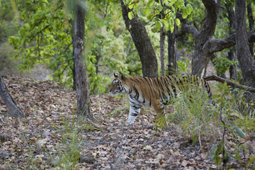 Tiger durchstreift den Wald