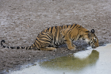 Fototapeta na wymiar Tiger trinkt an einem Wasserloch
