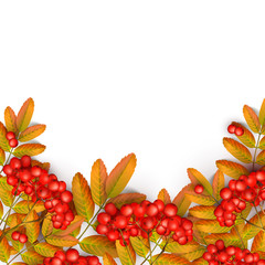 Beautiful greeting card with realistic 3d mesh rowan branch isolated on a white background. Rowan branch with orange leaves and ashberry. Vector illustration